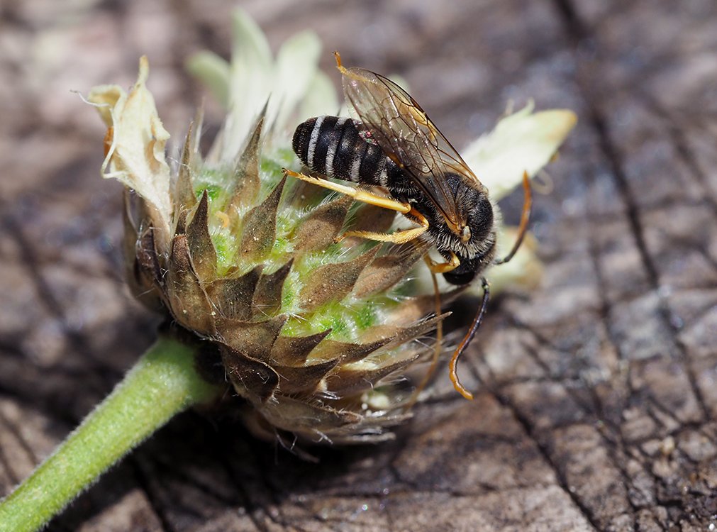 /Halictus simplex, sameček se zobrazenými tykadly.