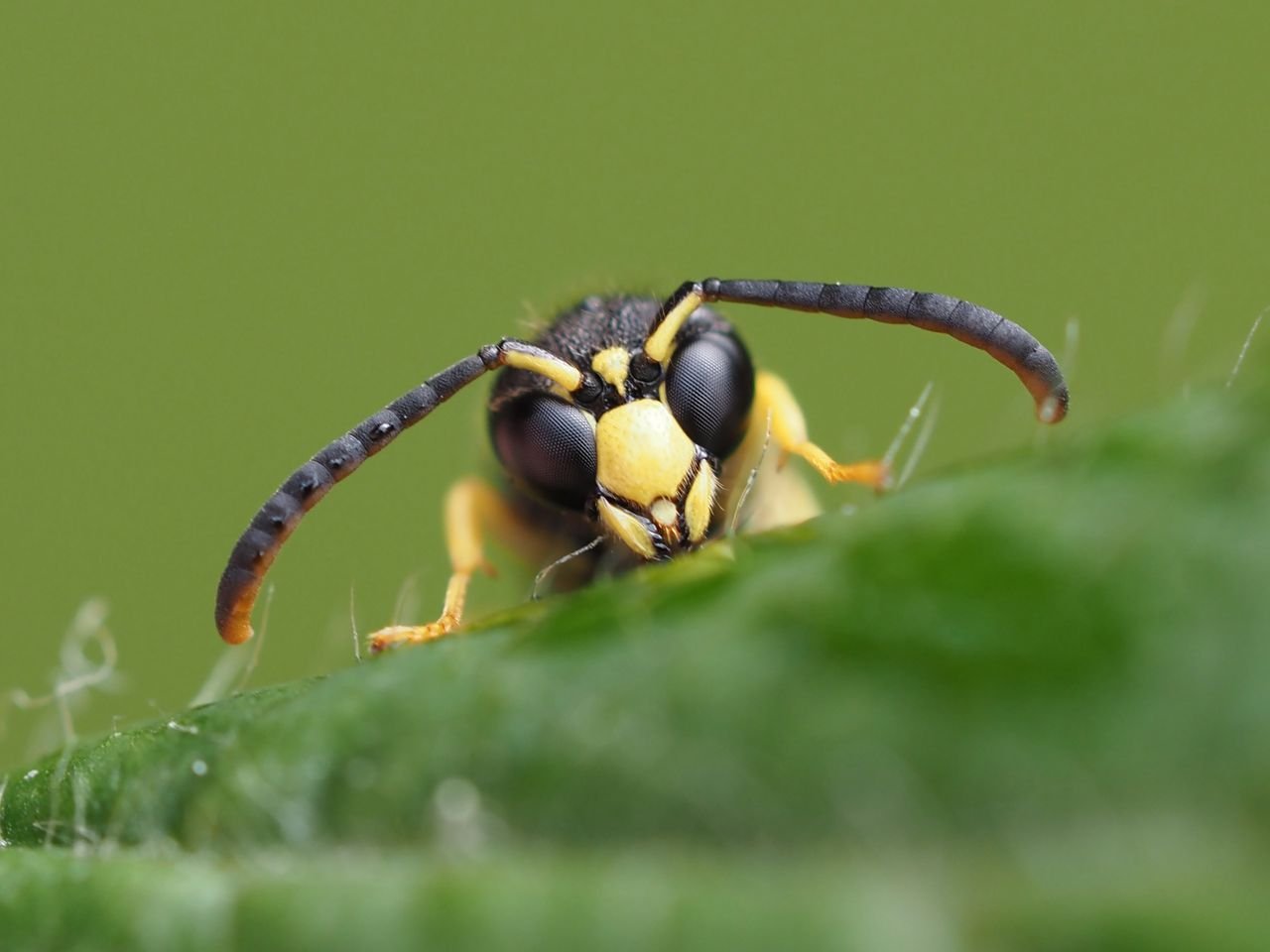 /Ancistrocerus nigricornis, portrét samečka.