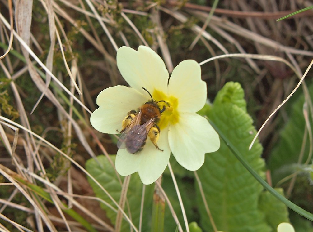 /Květ prvosenky bezlodyžné se samotářskou včelkou pískorypkou dvoubarvou.