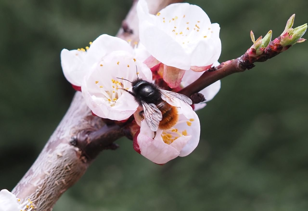 /Zednice rohatá, samička na květech meruňky.