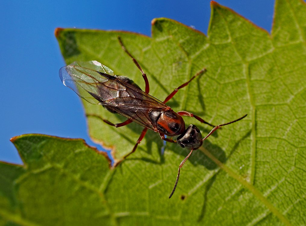 /Mravenec rodu Formica, samička s křídly.