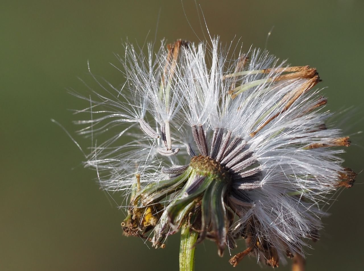 /Starček úzkolistý, zralá semena.