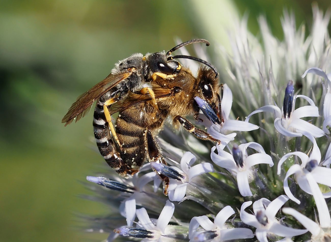 /Ploskočelka chrastavcová (Halictus scabiosae) - sameček trénuje spáření se včelou medonoskou.