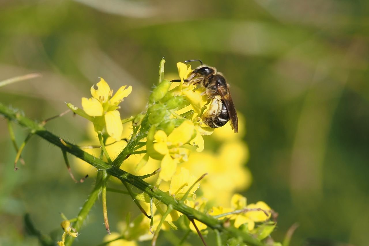 /Hulevník s ploskočelkou.