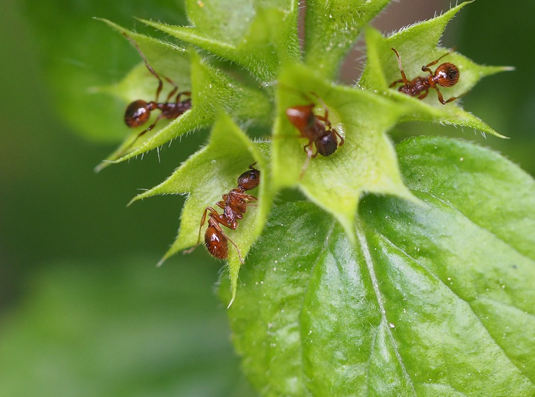 /Mravenci rodu Myrmica na pitulníku.