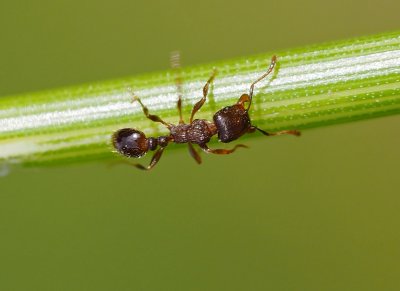 Mravenec drnový