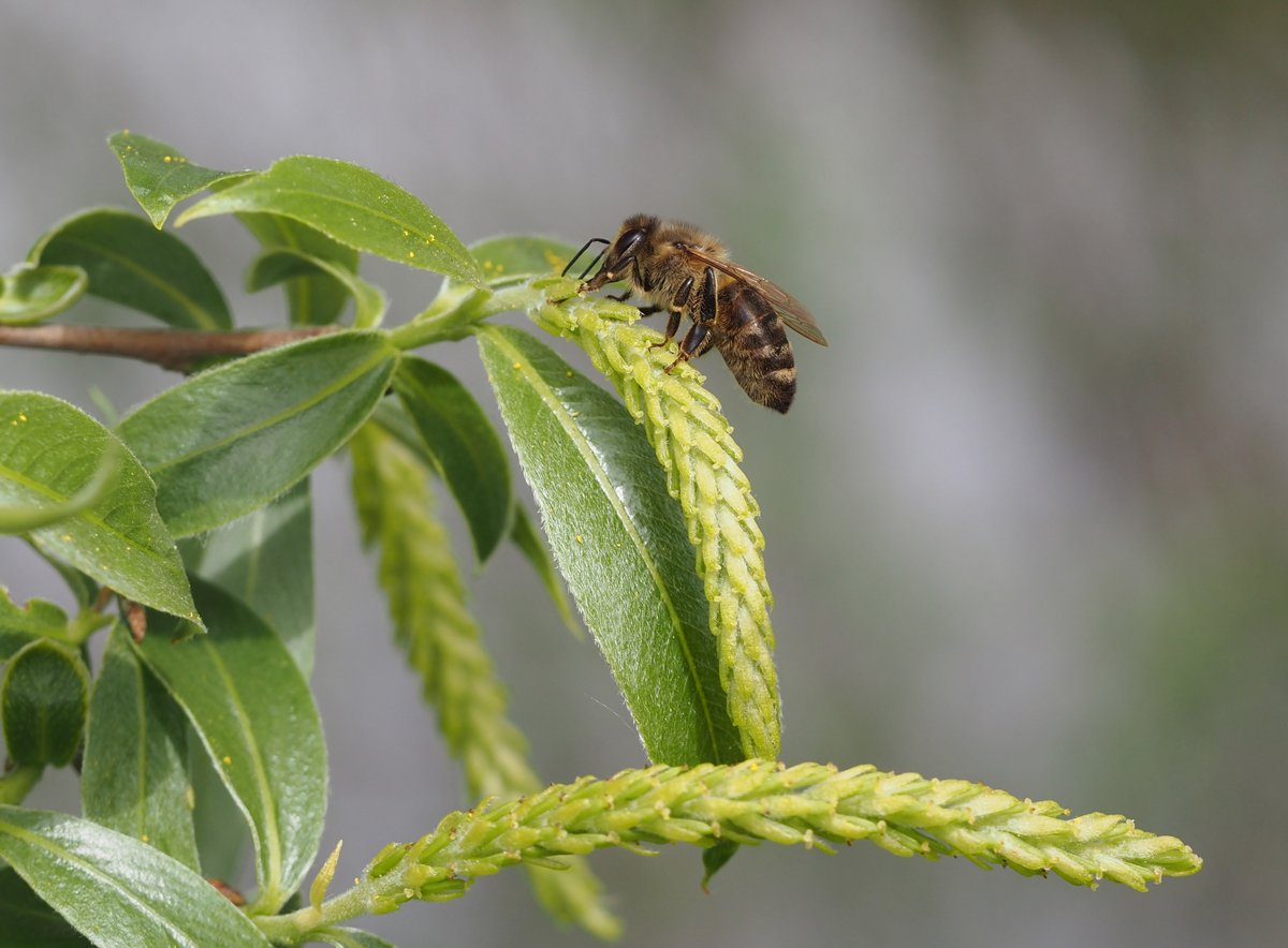 /Dělnice včely medonosné na samičí jehnědě vrby bílé.