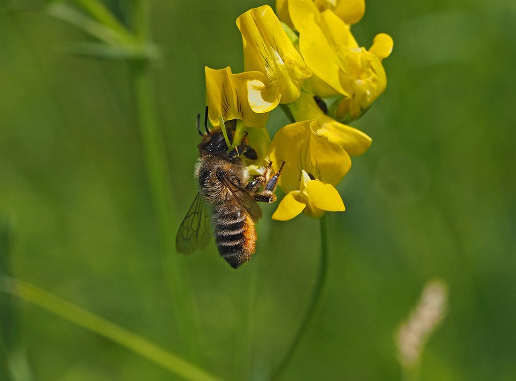 /Čalounice trouchová, samička saje z květu nektar.