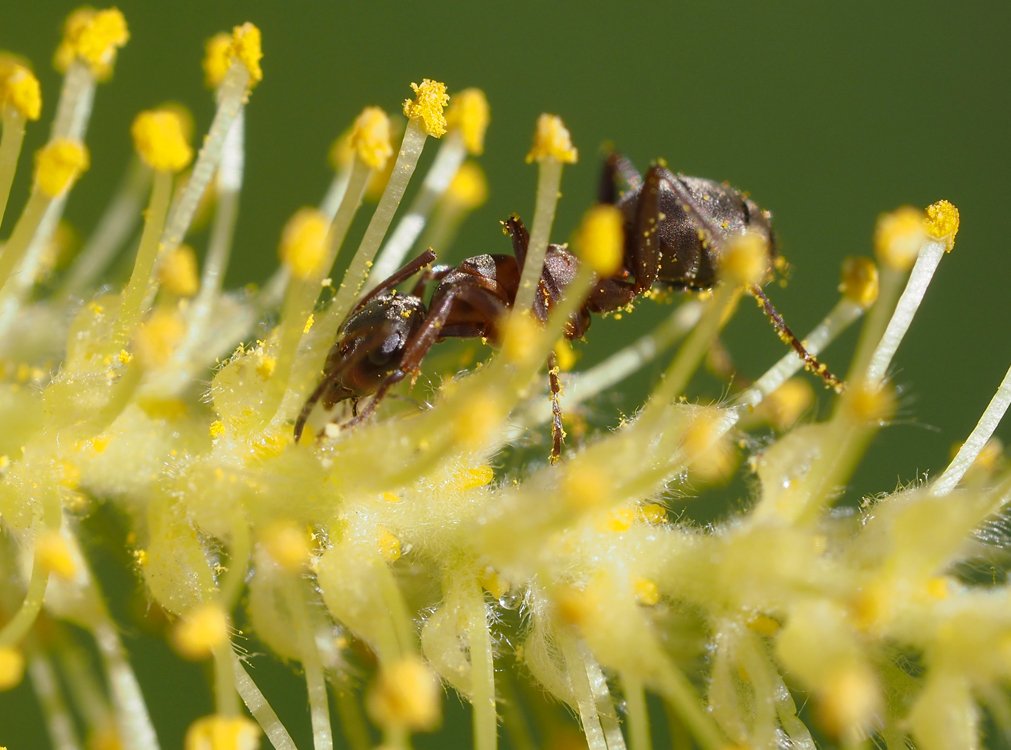 /Mravenec saje nektar, v dolní části obrázku je vidět kulatá kapka nektaru na nektarové žlázce.