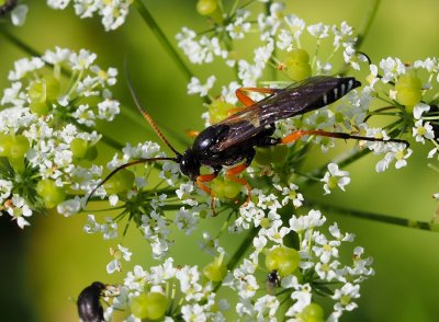 Lumek Eutanyacra glaucatoria