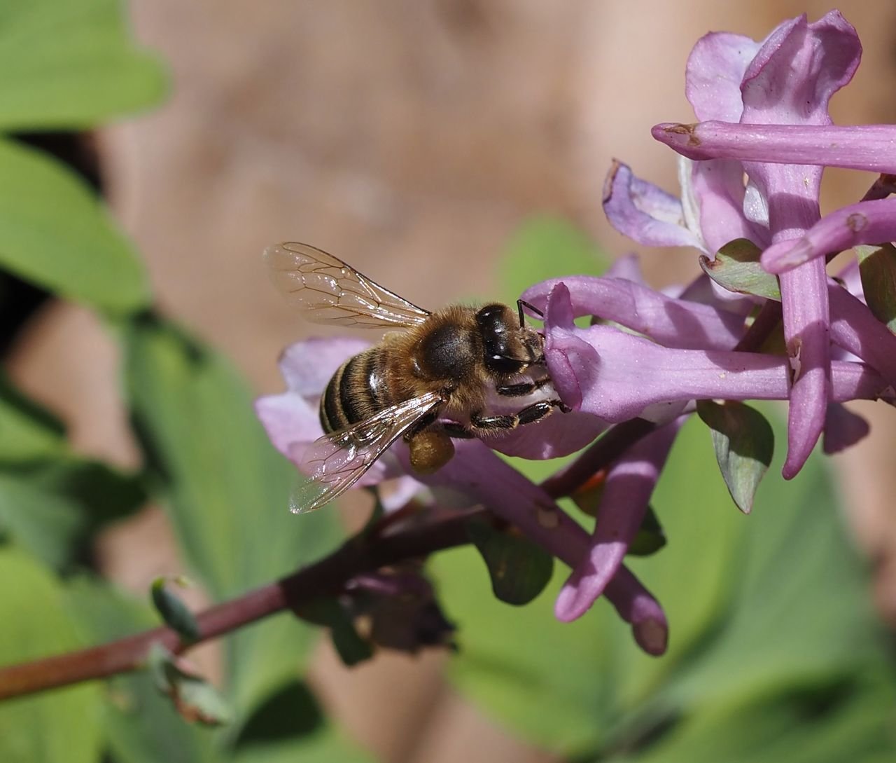/Dymnivka - včela opyluje květy.