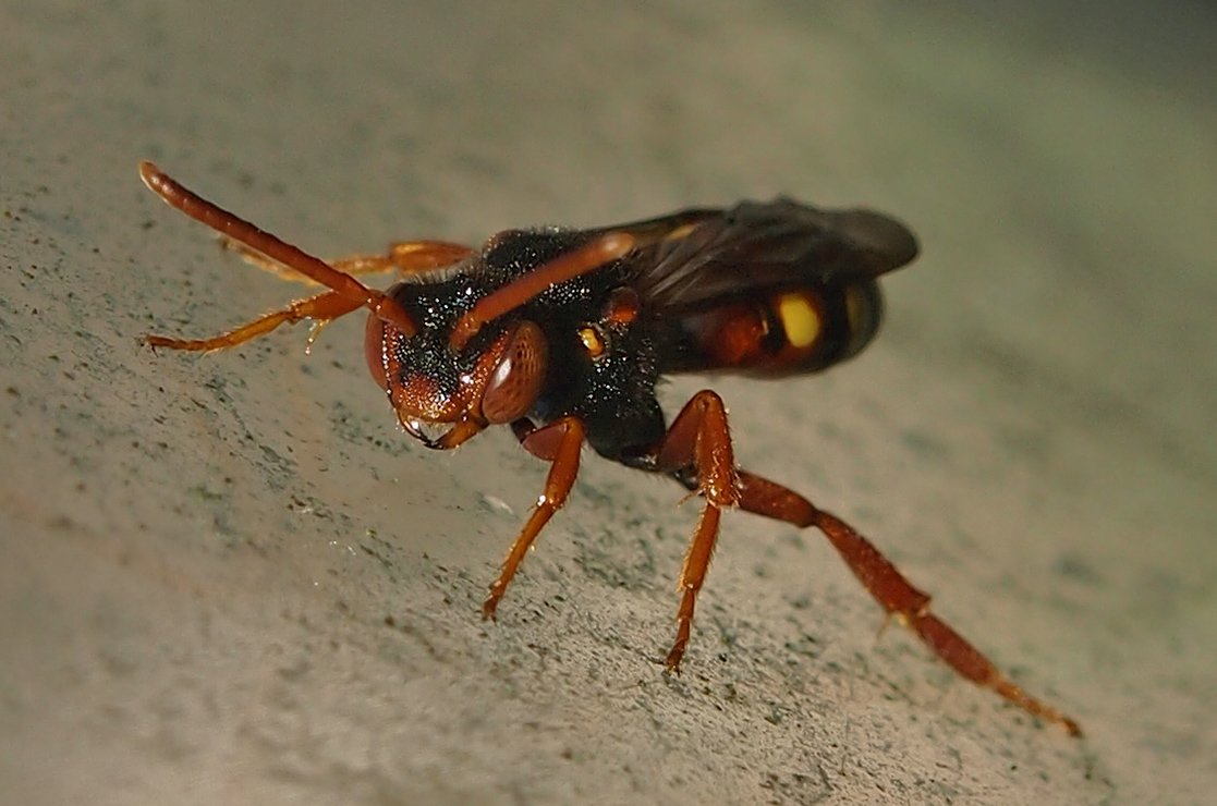 /Nomada dvouskvrnná, fotografovaná na skle, zaostřená hlava.