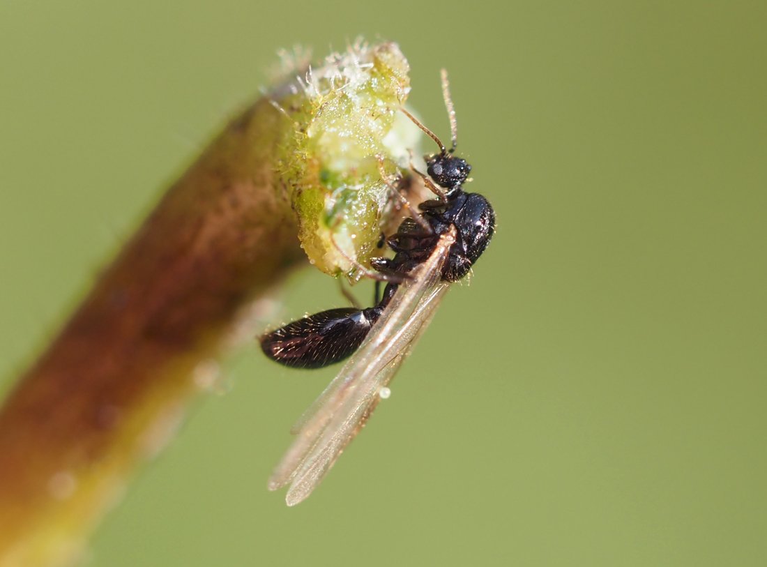 /Solenopsis fugax - sameček zvětšeně.