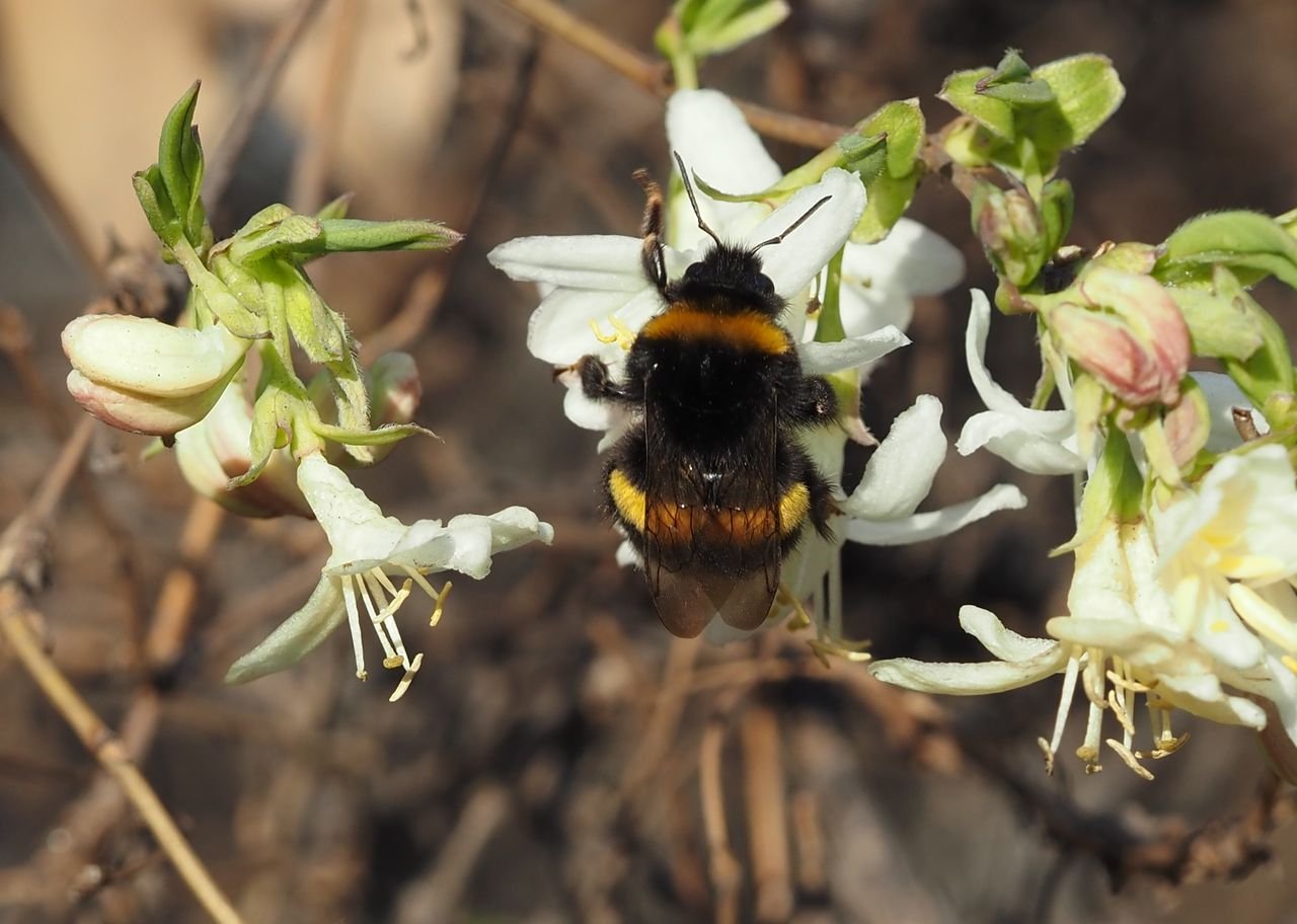 /Čmelák hájový, samička na kvítcích zimolezu.