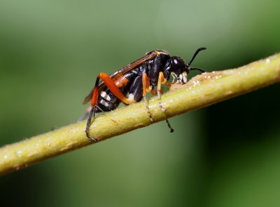 Macrophya rufipes  -  pilatka červenonohá