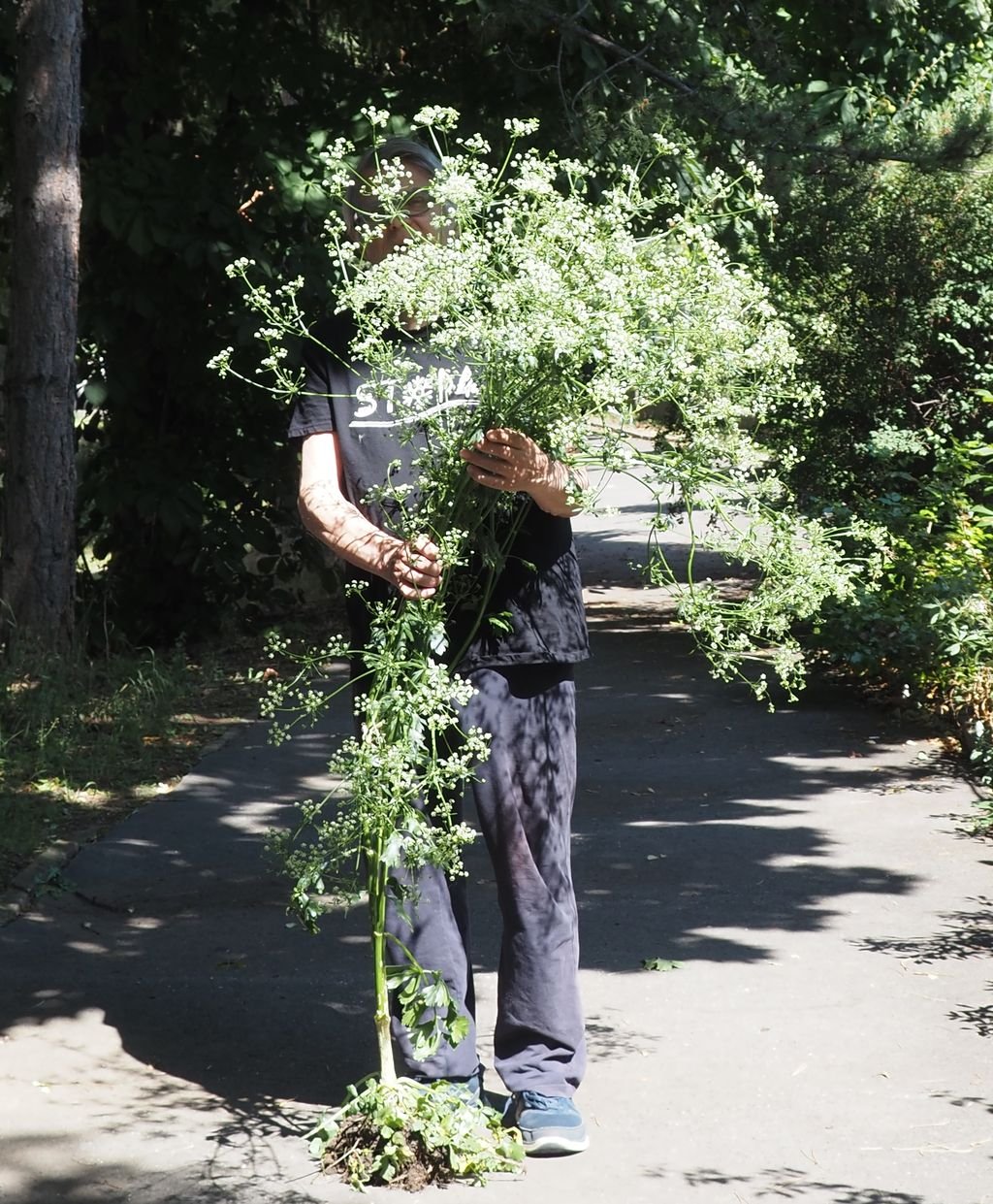 /Celer, celá rostlina s květy a se zrajícími plody. Foto 22. 6. 2025 /Celer, celá rostlina s květy a se zrajícími plody. Foto 22. 6. 2025
