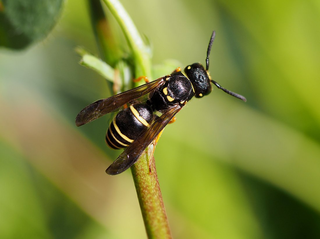 /Gymnomerus laevipes se žlutými znaky na hrudi.