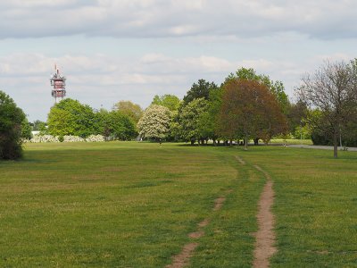 V parku Ladronka kvete mohutný jeřáb prostřední.