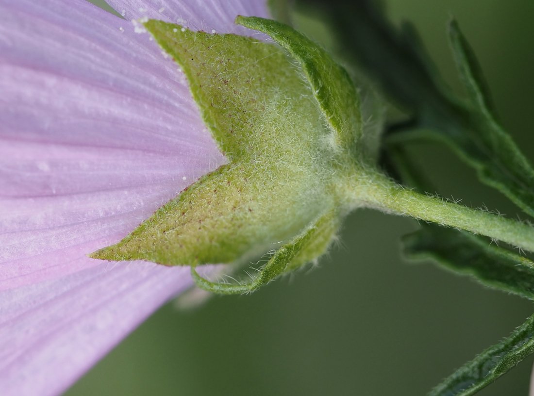 /Malva alcea - rozlišovacím znakem je hvězdovitě chlupatá stopka květu.