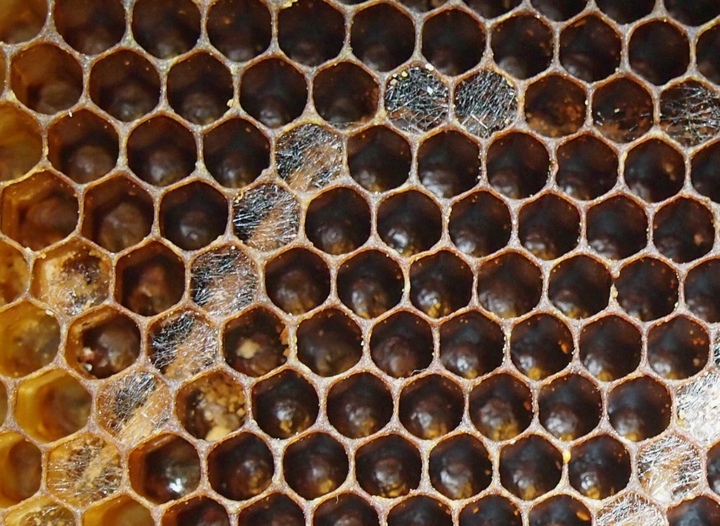 /Pavučinka nad poškozenými buňkami včelího plástu znamená přítomnost housenek zavíječů voskových.