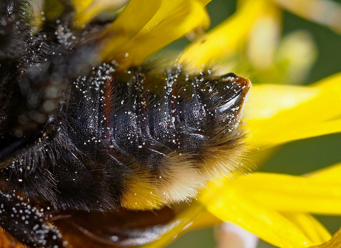 /Bombus vestalis, sternity.