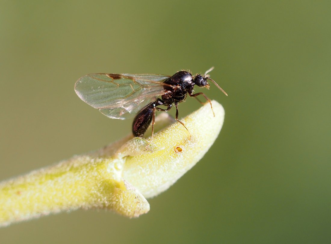 /Solenopsis fugax - sameček se zobrazenými žilkami křídel.