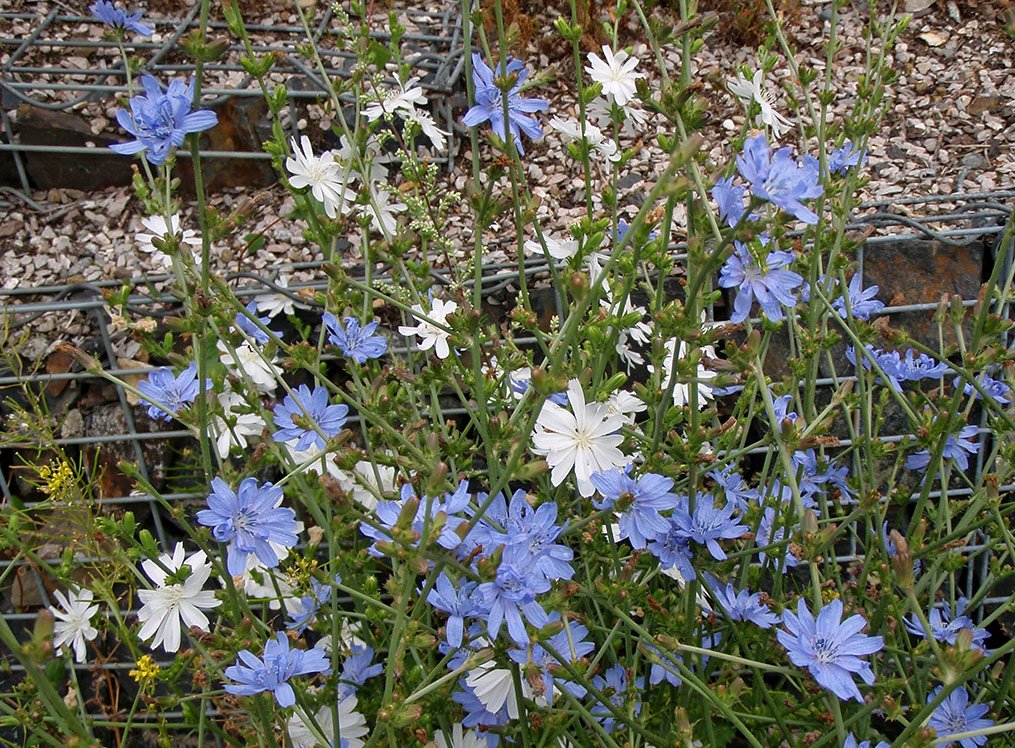 /Bílé květy mezi modrými.