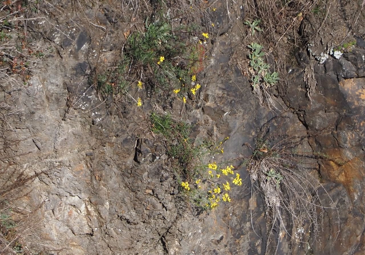 /Starček úzkolistý se dokáže uchytit i v drobné skalní štěrbině, v sousedství tařic skalních.