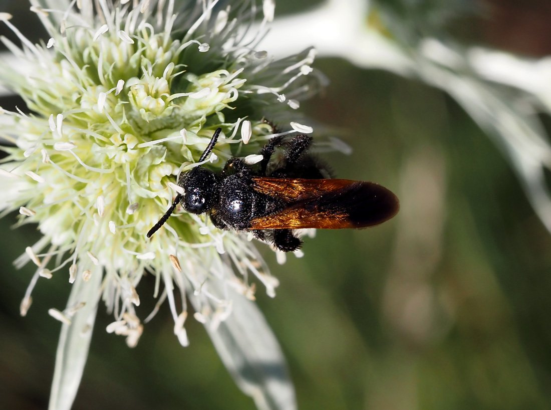 /Scolia sexmaculata v Praze 6.