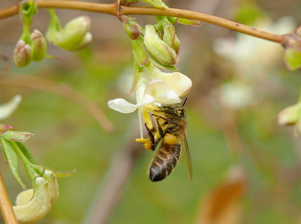 /Zimolez Purpusův a včela medonosná s bačkorami pylu.