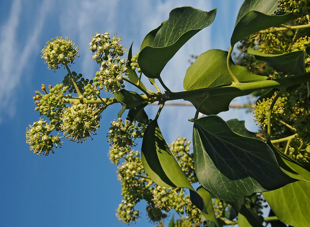 /Břečťan, květy a listy na plodné větvičce, fotografované proti modrému nebi.