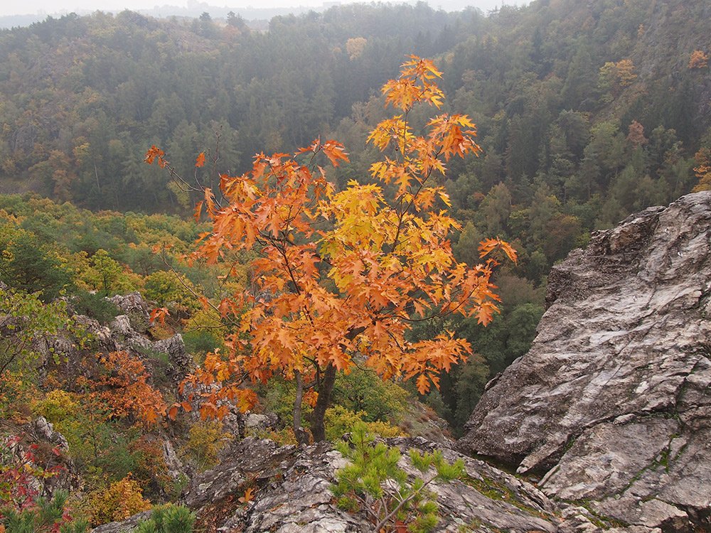 /Starší dub červený na vrchu skal na podzim žloutne.
