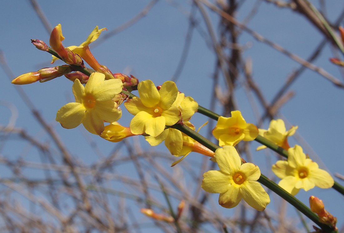 /Jasmín nahokvětý, žluté květy na větvičce.