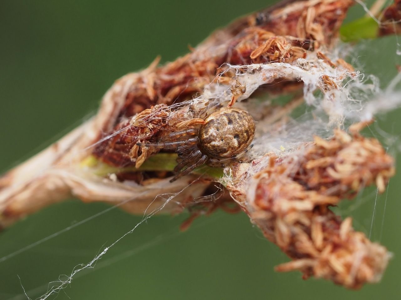 /Křižák rákosní, samička vyrušená z úkrytu.