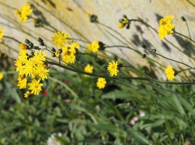 Chlupáček Bauhinův (jestřábník Bauhinův)