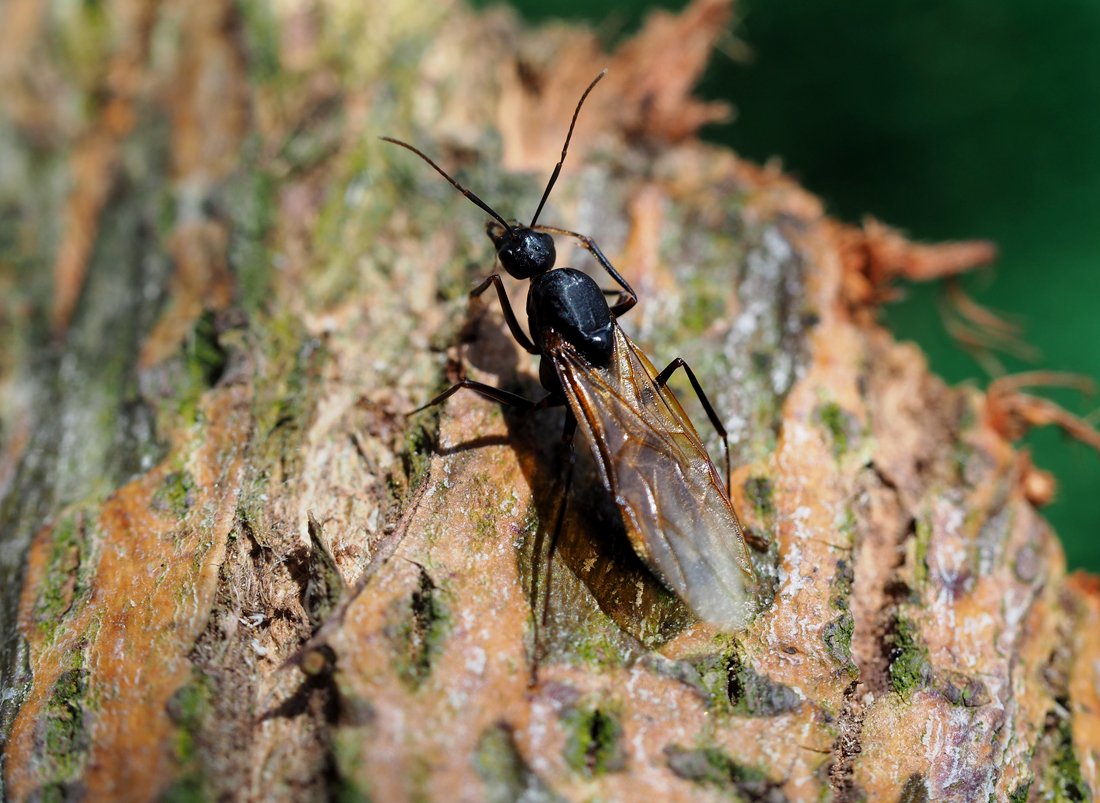 /Camponotus ligniperda, sameček s křídly, foto shora.