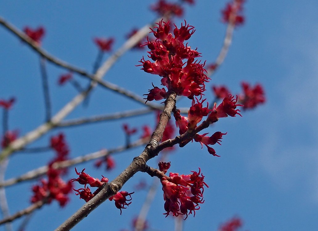 /Javor červený, samičí květy na větvičce.