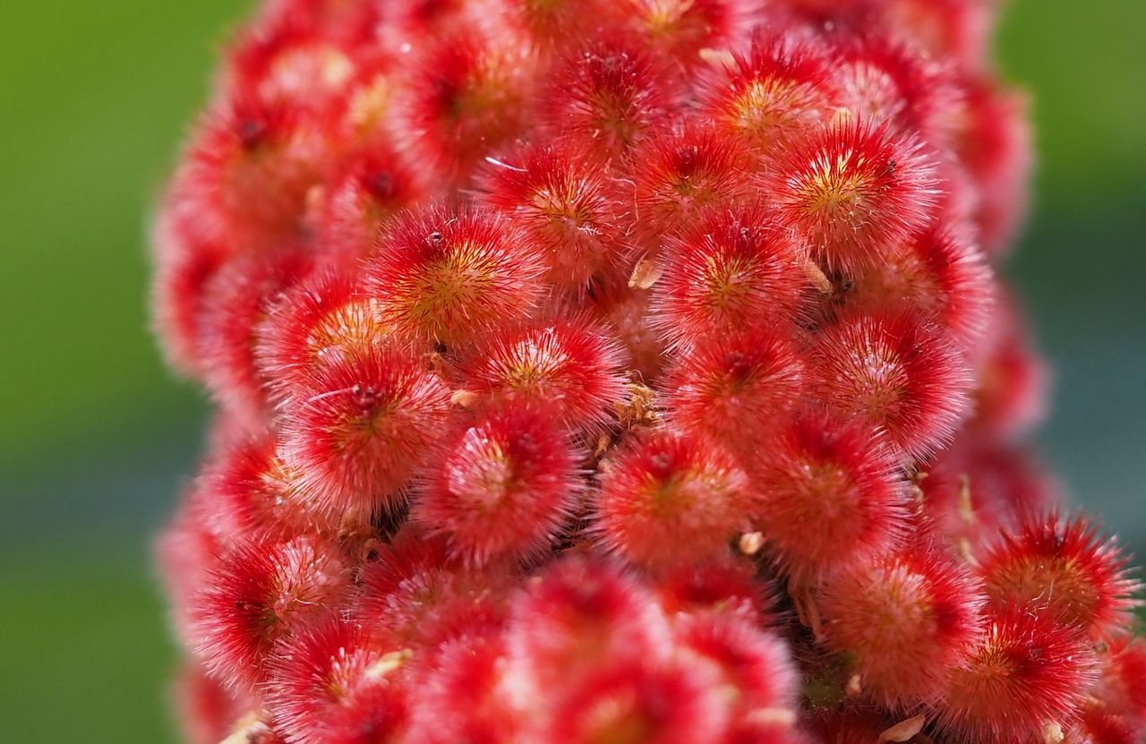 /Škumpa - nedozrálé plůdky 27. 7. 2025.