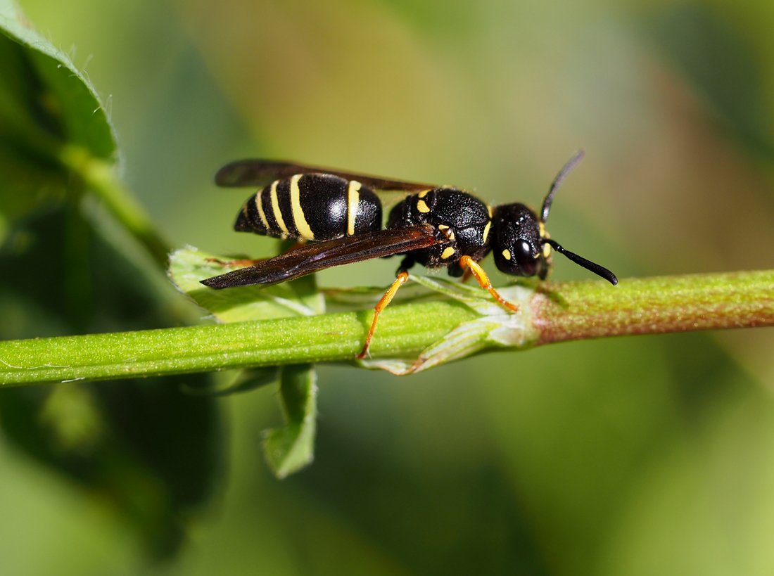 /Gymnomerus laevipes, samička fotografovaná z boku.