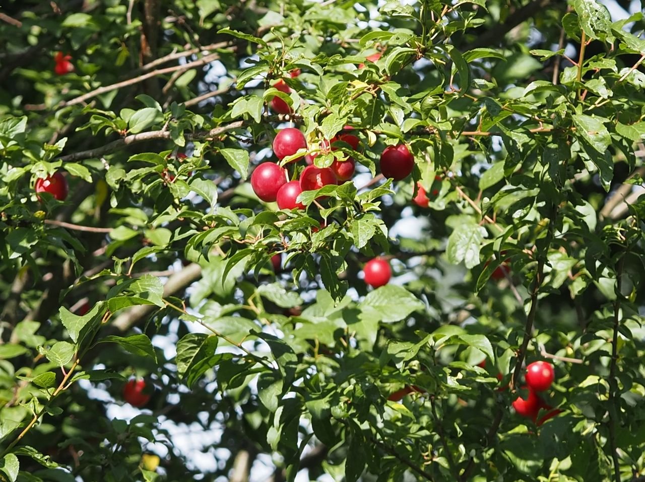 /Myrobalán s červenými plody.
