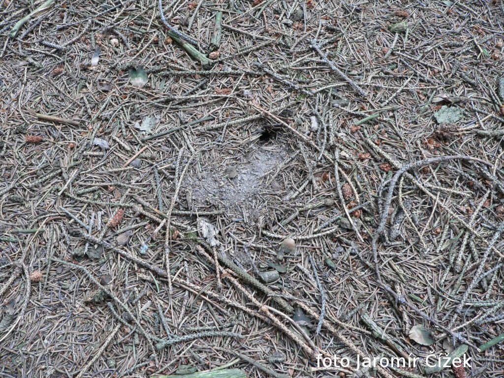 /Vstup do přezimovací komůrky samičky druhu čmelák skalní.