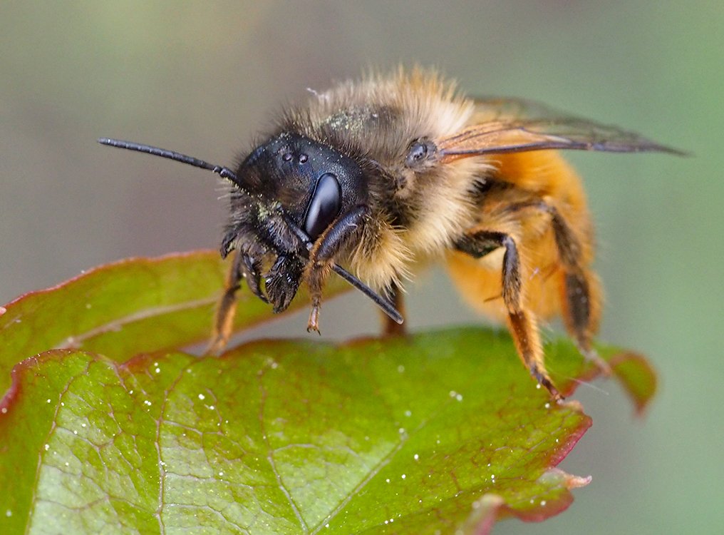 /Osmia bicornis, samička se zobrazenými kusadly.