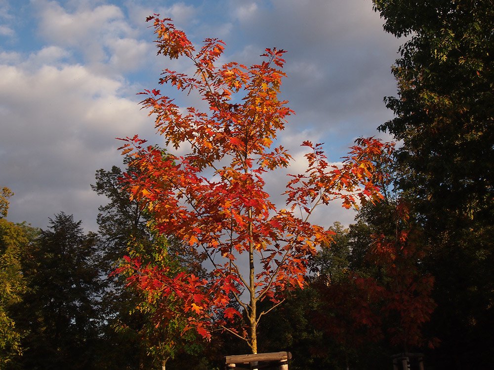 /Dub červený, podzimní zbarvení mladého stromu.