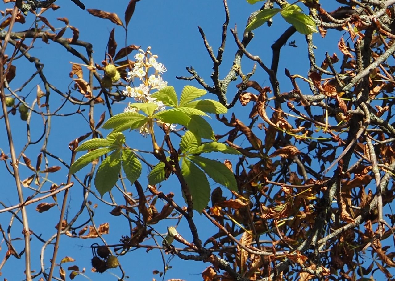 /Některé stromy jírovců teď v říjnu také kvetou.