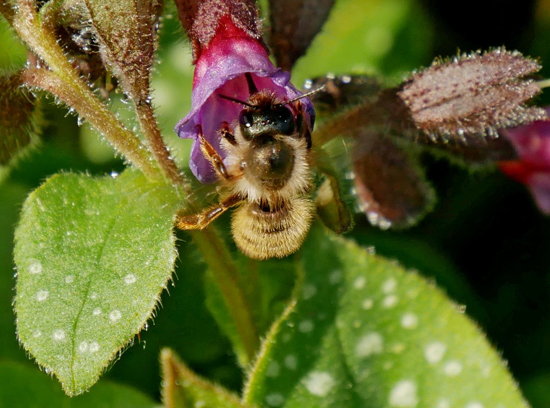 /Samotářská včela zednice saje nektar z květu plicníku.