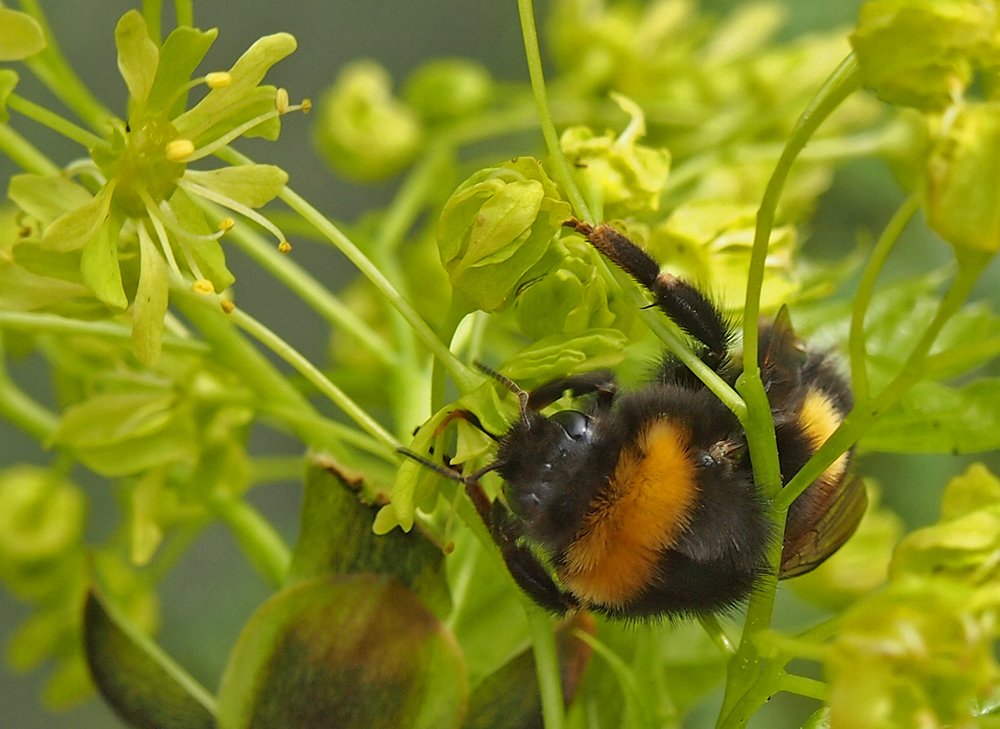 /Budoucí matka čmelačka saje nektar na květech javoru.