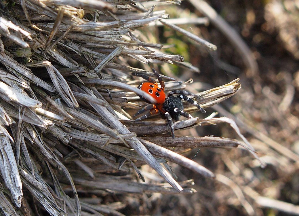 /Nápadně červený pavouk stepník v trsu suché trávy.