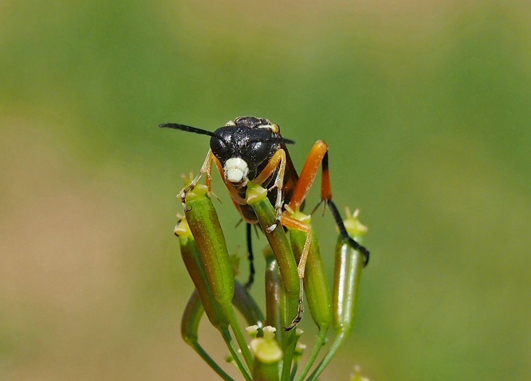 /Pilatka Macrophya rufipes, hlava zpředu.