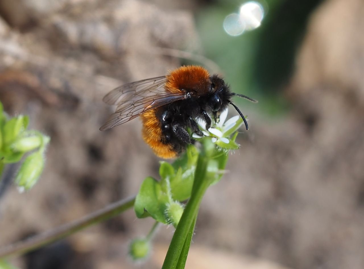 /Andrena fulva na ptačinci.