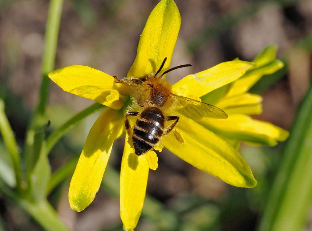 /Andrena gravida, sameček v květu křivatce žlutého ve Stromovce.